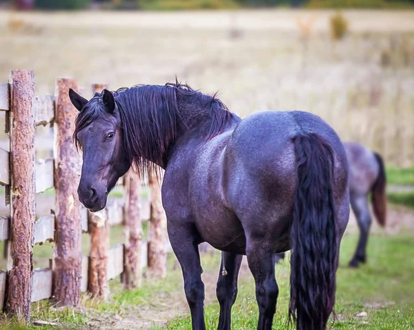 Häst Norician Rasen Promenader Fältet — Stockfoto