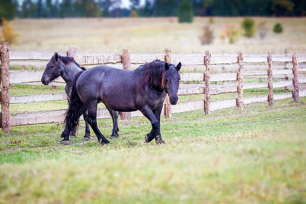 Caballo Raza Noruega Camina Campo —  Fotos de Stock