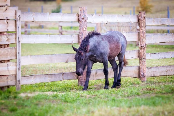 Potro Raza Noruega Camina Campo —  Fotos de Stock