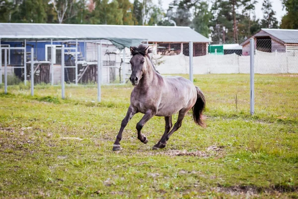 Dulmen Pony Deportes Contra Cielo Tormentoso —  Fotos de Stock