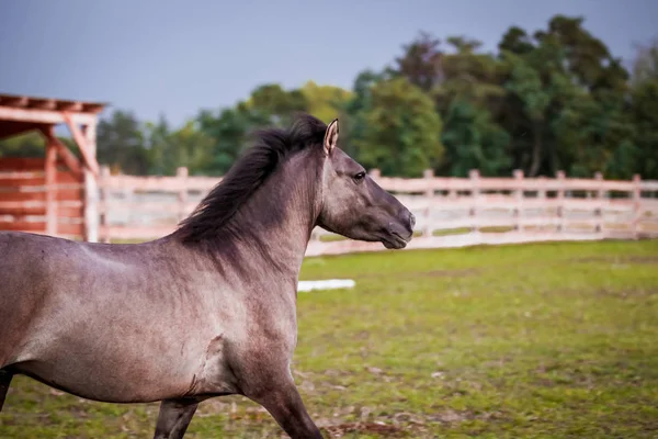 Dulmen Pony Sport Tegen Een Stormachtige Lucht — Stockfoto