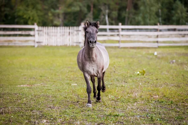 Dulmen Ponysport Gegen Stürmischen Himmel — Stockfoto