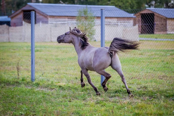 Dulmen Pony Deportes Contra Cielo Tormentoso —  Fotos de Stock