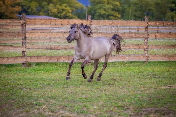 Dulmen Pônei Esportes Contra Céu Tempestuoso — Fotografia de Stock