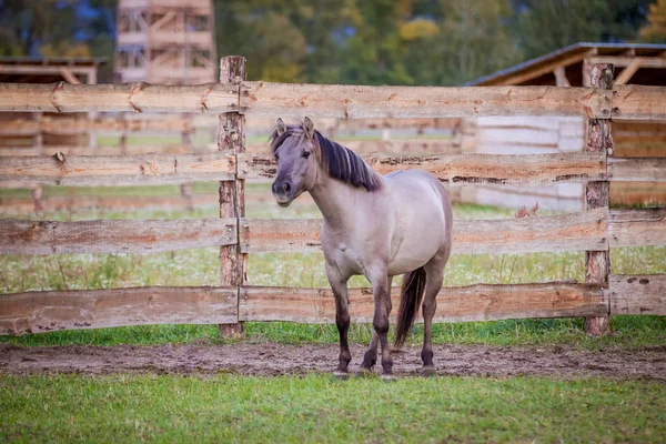 Dulmen Ponysport Gegen Stürmischen Himmel — Stockfoto