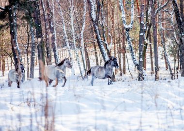 Lehçe conies sürüsü karlı ormanda kışın çalışır.