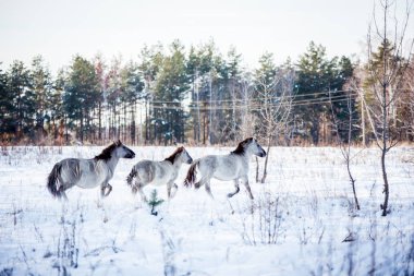 Lehçe conies sürüsü karlı ormanda kışın çalışır.