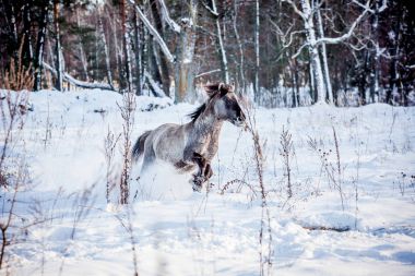 Lehçe rota çizin aygır kış kar ormanın içinden çalışır