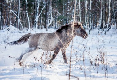Lehçe rota çizin aygır kış kar ormanın içinden çalışır