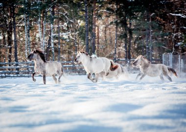 Lehçe conies sürüsü karlı ormanda kışın çalışır.