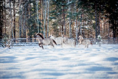 Lehçe conies sürüsü karlı ormanda kışın çalışır.