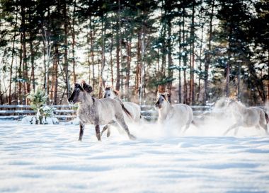 Lehçe conies sürüsü karlı ormanda kışın çalışır.