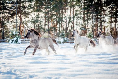 Lehçe conies sürüsü karlı ormanda kışın çalışır.