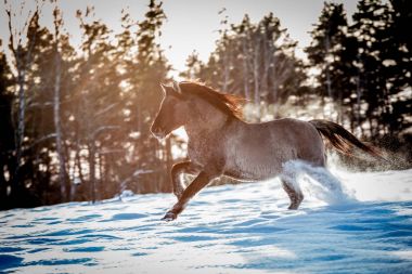 Lehçe rota çizin aygır kış kar ormanın içinden çalışır