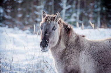 At-in doğurmak Lehçe konik kışın kar arka planı portre için poz