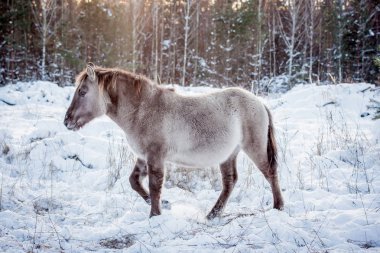 At-in doğurmak Lehçe konik kışın kar arka planı portre için poz