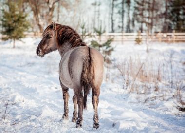 At-in doğurmak Lehçe konik kışın kar arka planı portre için poz