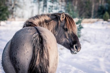 At-in doğurmak Lehçe konik kışın kar arka planı portre için poz