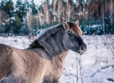 At-in doğurmak Lehçe konik kışın kar arka planı portre için poz