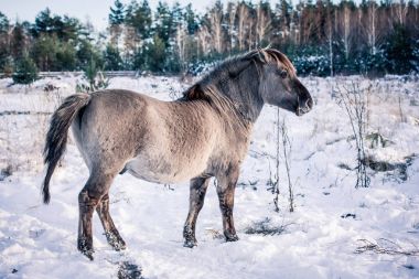 At-in doğurmak Lehçe konik kışın kar arka planı portre için poz