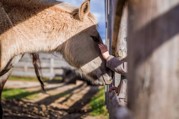 子と馬との接触 — ストック写真