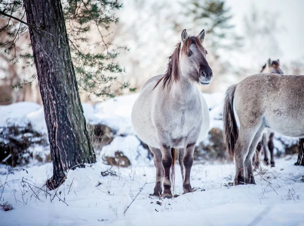 Bir kış kar orman arka planı Lehçe conies sürüsü