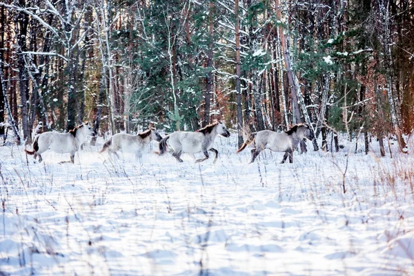 冬の雪に覆われた森林を通るポーランド狸の群れ — ストック写真