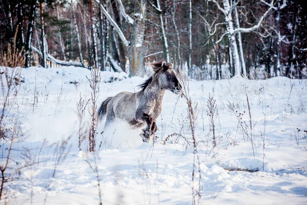 Semental Cónica Polaca Corre Través Del Bosque Nieve Invierno — Foto de Stock