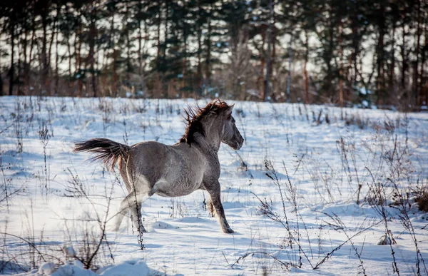 Lehçe rota çizin aygır kış kar ormanın içinden çalışır
