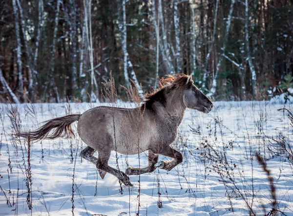 Lehçe rota çizin aygır kış kar ormanın içinden çalışır