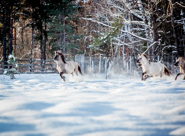 Lehçe conies sürüsü karlı ormanda kışın çalışır.