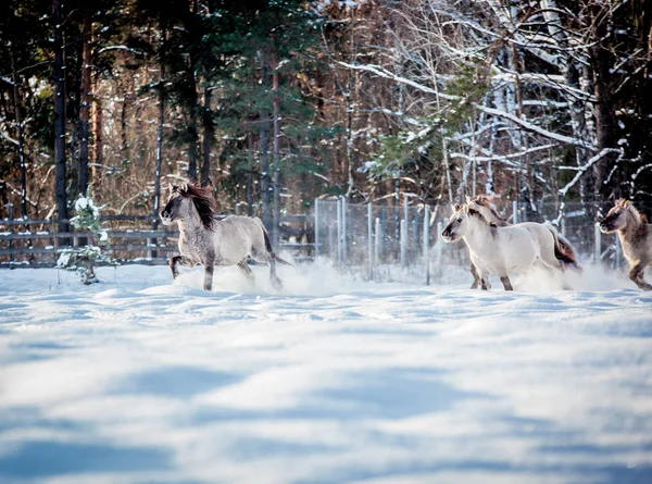 Troupeau Cônes Polonais Traverse Forêt Enneigée Hiver — Photo