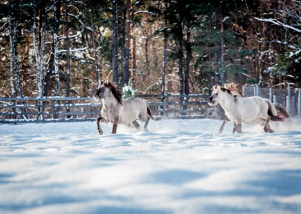 Lehçe conies sürüsü karlı ormanda kışın çalışır.