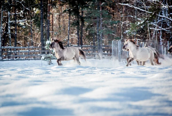 Lehçe conies sürüsü karlı ormanda kışın çalışır.