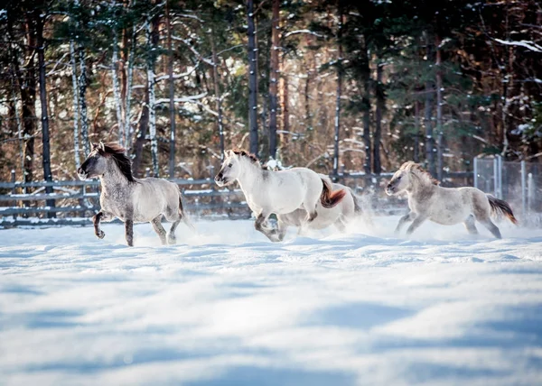 Стадо Польских Коней Зимой Бежит Заснеженному Лесу — стоковое фото