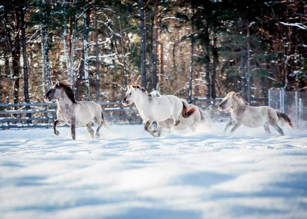 Troupeau Cônes Polonais Traverse Forêt Enneigée Hiver — Photo