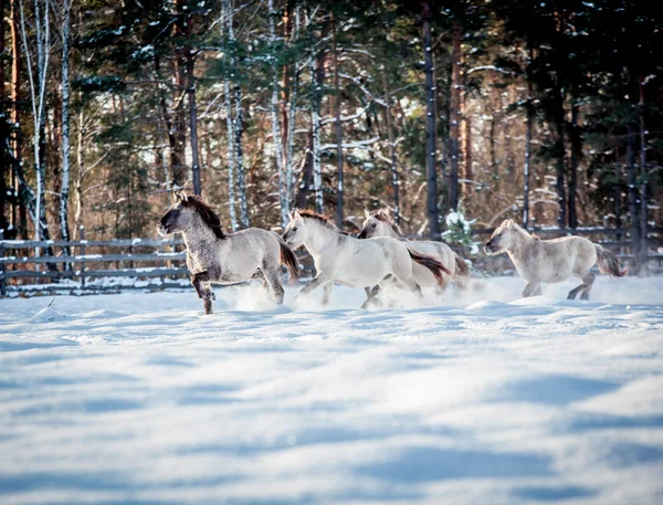 Troupeau Cônes Polonais Traverse Forêt Enneigée Hiver — Photo