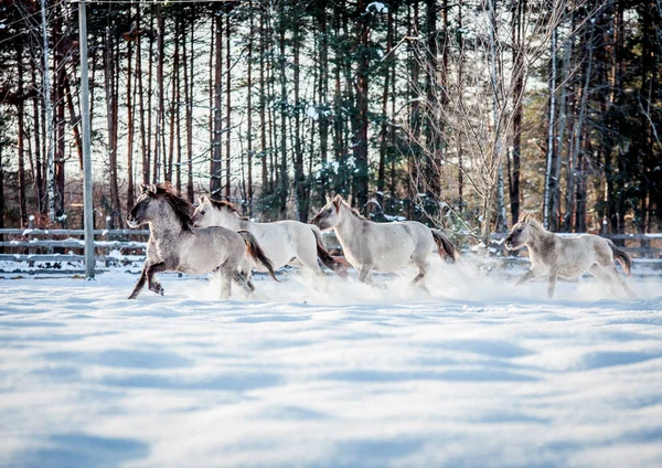 Die Herde Polnischer Zapfen Läuft Winter Durch Den Verschneiten Wald — Stockfoto