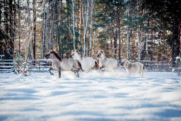 Lehçe conies sürüsü karlı ormanda kışın çalışır.