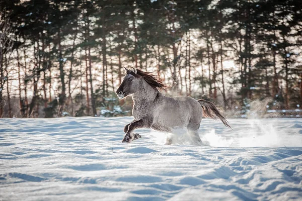 Lehçe rota çizin aygır kış kar ormanın içinden çalışır