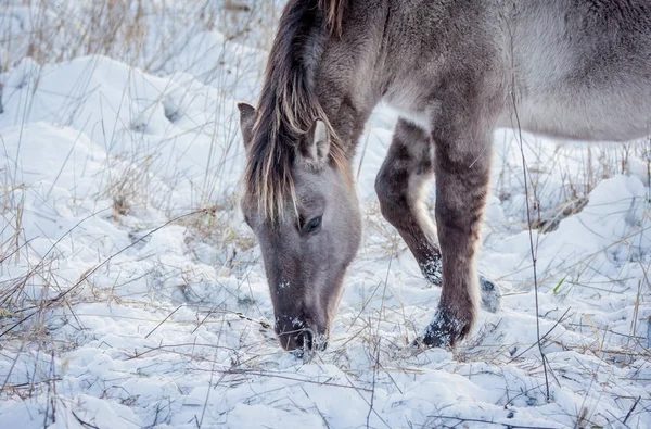 Cheval Race Konik Polonais Pose Pour Portrait Hiver Sur Fond — Photo