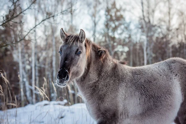 Caballo Raza Polaca Konik Posan Para Retrato Invierno Sobre Fondo — Foto de Stock