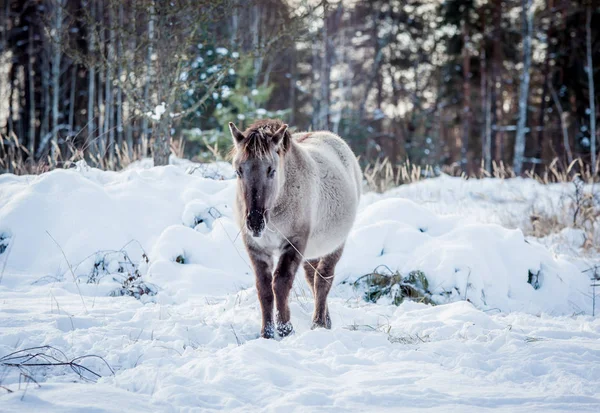 Caballo Raza Polaca Konik Posan Para Retrato Invierno Sobre Fondo — Foto de Stock