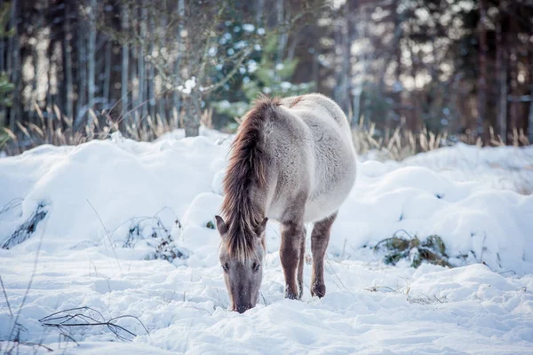 Koně Plemene Polský Konik Představují Pro Portrét Zimě Pozadí Sněhu — Stock fotografie