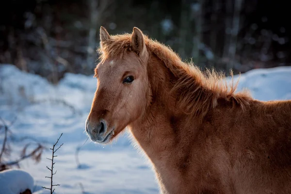 Horse of the breed Polish konik pose for portrait in winter against the background of snow