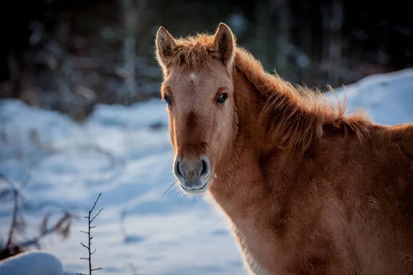 Άλογο Από Φυλή Πολωνικό Konik Ποζάρει Για Πορτρέτο Χειμώνα Φόντο — Φωτογραφία Αρχείου