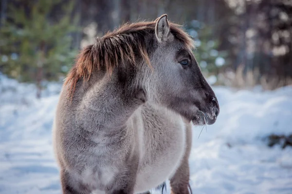 Horse of the breed Polish konik pose for portrait in winter against the background of snow