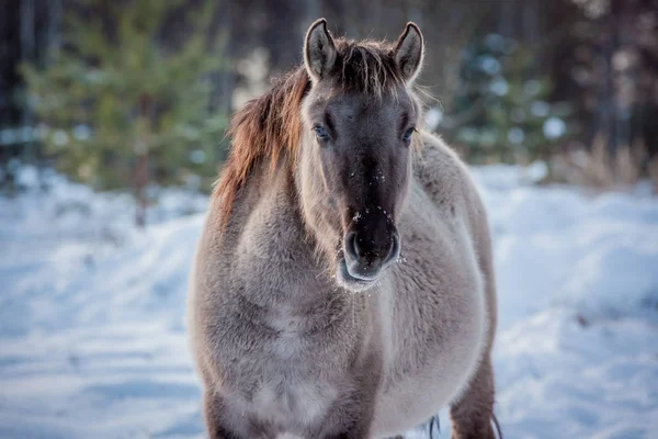 Caballo Raza Polaca Konik Posan Para Retrato Invierno Sobre Fondo — Foto de Stock