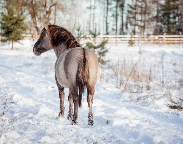 Caballo Raza Polaca Konik Posan Para Retrato Invierno Sobre Fondo — Foto de Stock