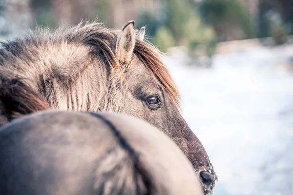 Horse of the breed Polish konik pose for portrait in winter against the background of snow